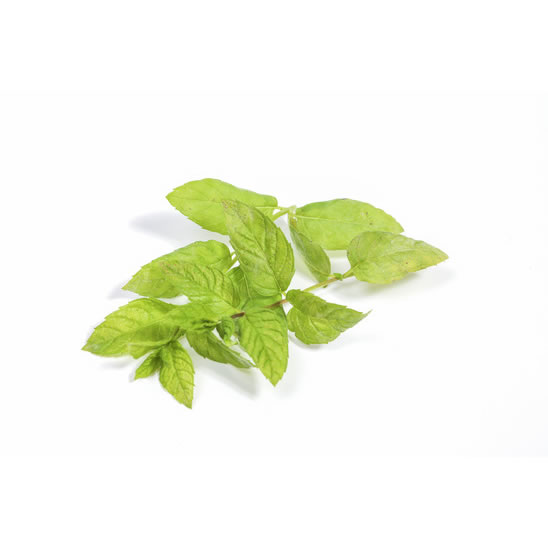 Mentă